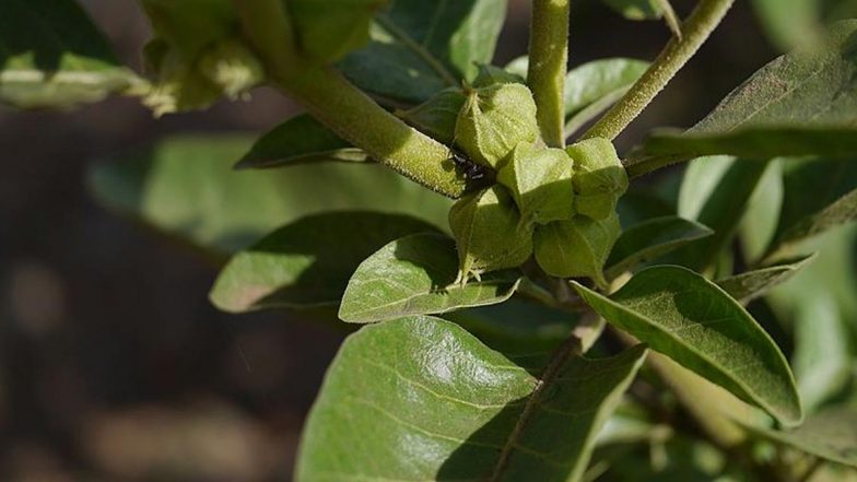 Ashwagandha Can Be Effective COVID-19 Preventive Drug, Finds Research on Ayurvedic Herb by IIT Delhi and Japan's AIST