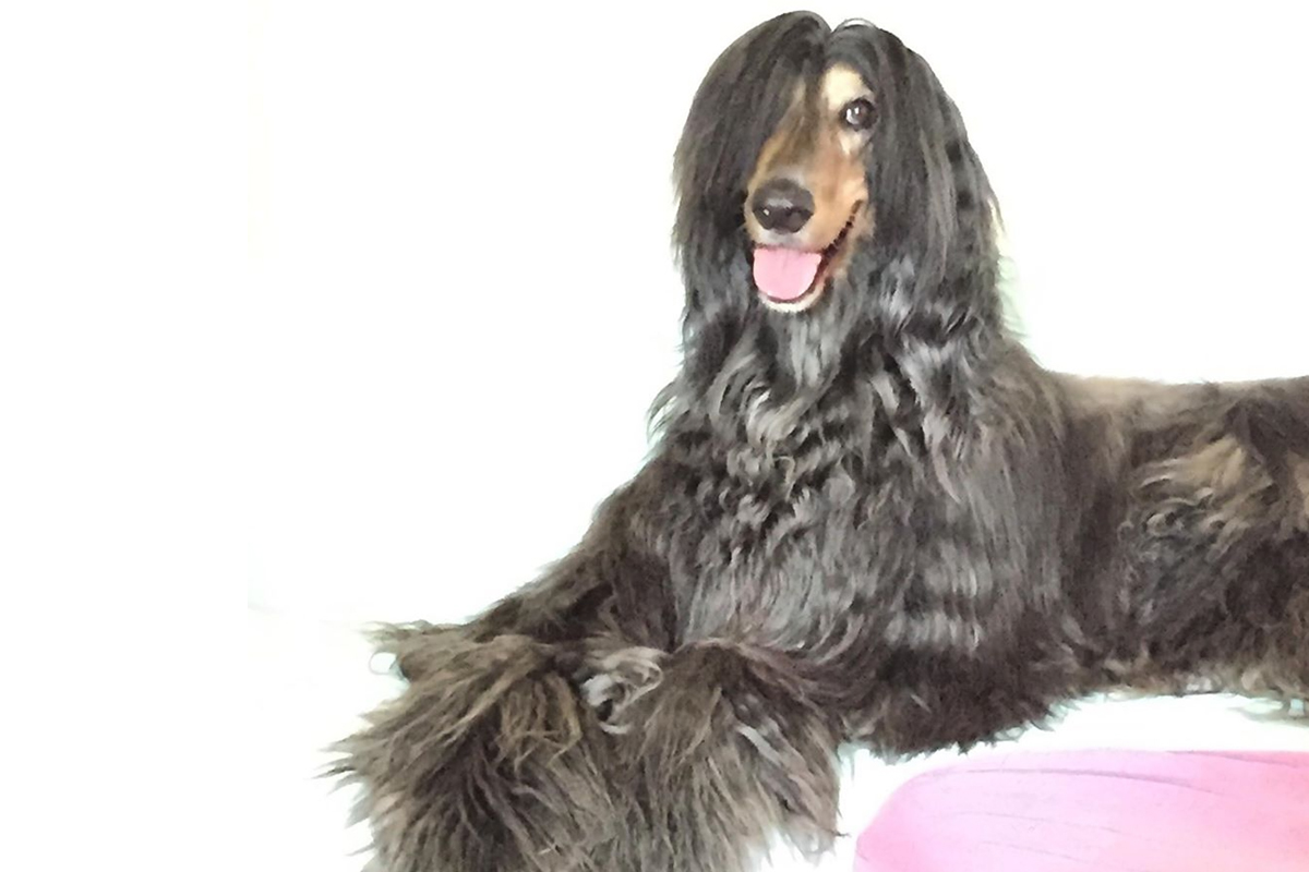 This Afghan hound has a little curly long hair Beautiful Pictures of