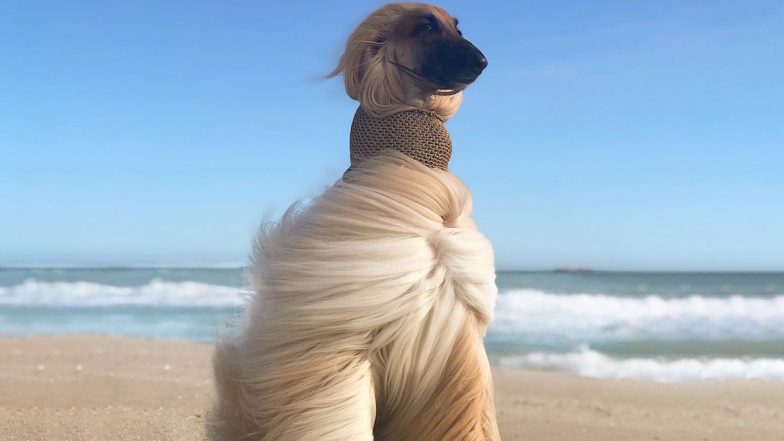 Beautiful Pictures of Afghan Hound Dog Breed Will Make You Crave A Long Luscious Mane Like Them!