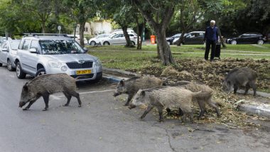 Israel: Boorish Wild Boars Hog Highways in Haifa