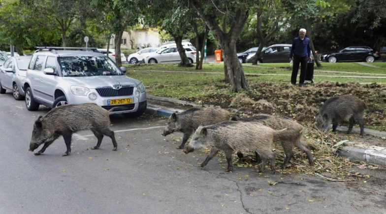 Tamil Nadu Govt Tells Madras High Court That It Has Permitted Forest Department to Kill Wild Boars