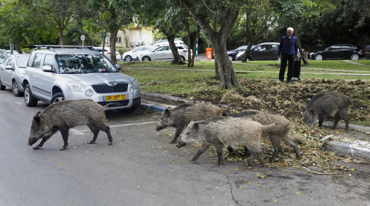 Israel: Boorish Wild Boars Hog Highways in Haifa Israel: Boorish Wild Boars Hog Highways in Haifa