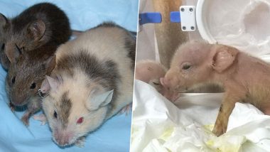 Scientists Develop Monkey-Pig Chimeras, List of Other Chimeric Animals That Have Been Made For Genetic Experiments