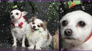 Christmas-Themed Photoshoot of Pet Dogs Goes Viral For Their Distinct Expressions! Netizens Can Relate Their Holiday Spirit To These Cute Pics