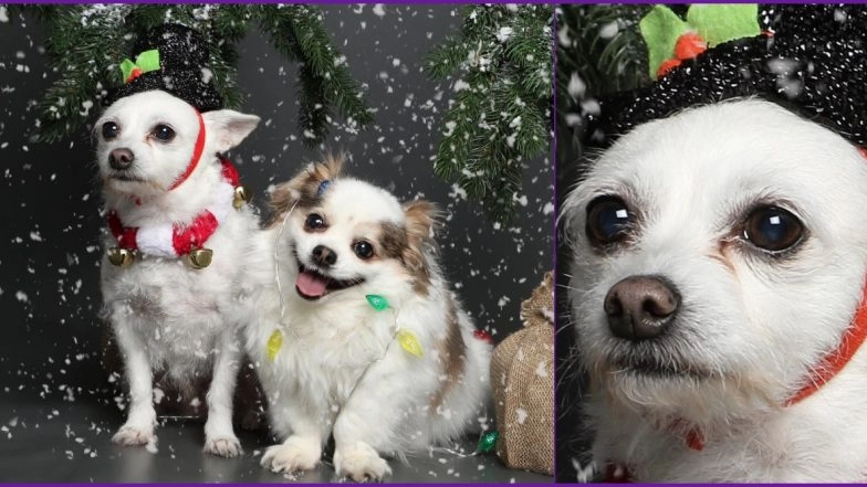 Christmas-Themed Photoshoot of Pet Dogs Goes Viral For Their Distinct Expressions! Netizens Can Relate Their Holiday Spirit To These Cute Pics