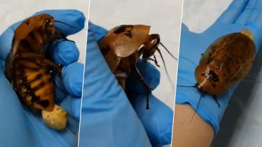 Russian Man's Pet Cockroach Gets Pregnancy Complications, Vets Perform Surgery (Watch Video)