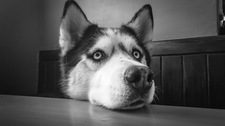 Dog Starts Fire at Home in England Town by Turning on Microwave!
