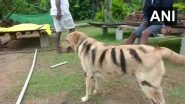 Karnataka Farmer Paints His Dog as Tiger to Save Crop from Menacing Monkeys