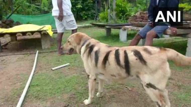 Karnataka Farmer Paints His Dog as Tiger to Save Crop from Menacing Monkeys