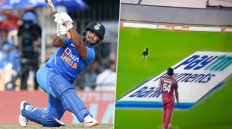 India vs West Indies 1st ODI 2019: Dog Comes Out of Nowhere to Interrupt the Match  