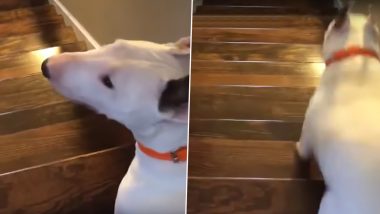 Dog Flies Down Stairs to Impress Owner And Lands Down With a Loud Thud, Hilarious Video Goes Viral