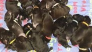 Dog Gives Birth to 21 Puppies Naturally, May Set New World Record (Watch Video)