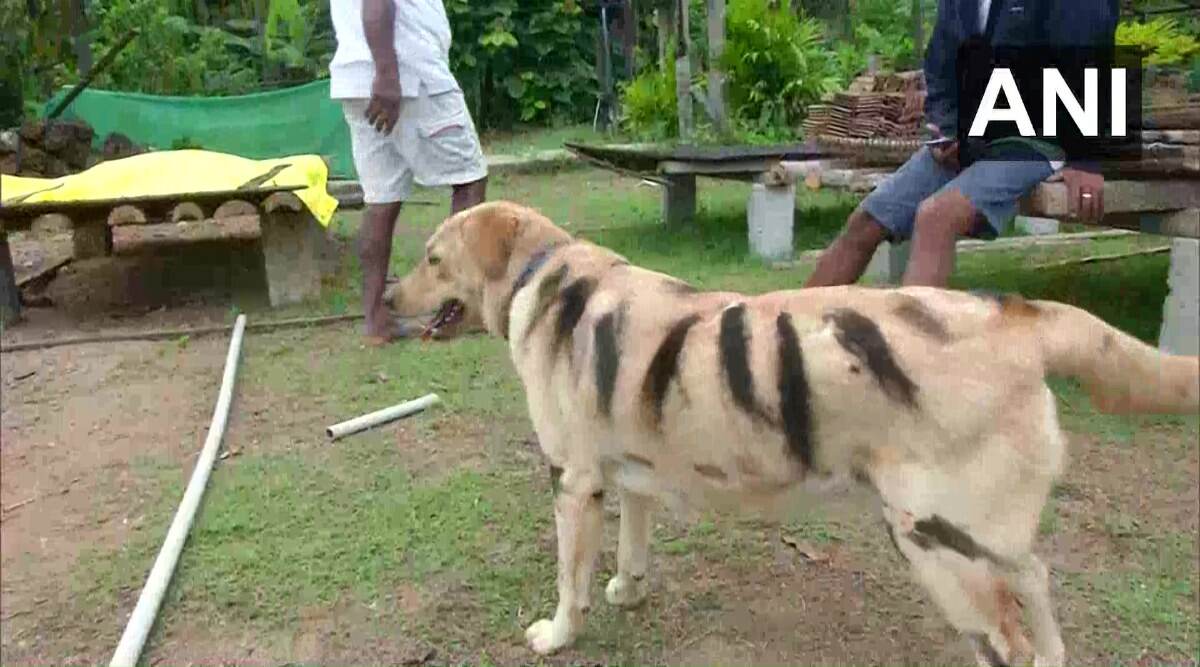 Karnataka Farmer Paints His Dog as Tiger to Save Crop from Menacing Monkeys Karnataka Farmer Paints His Dog as Tiger to Save Crop from Menacing Monkeys