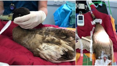 Duck Without a D*ck! Sex Maniac Bird Who Tried to Mate 10 Times a Day Has His Penis Removed (View Pics)