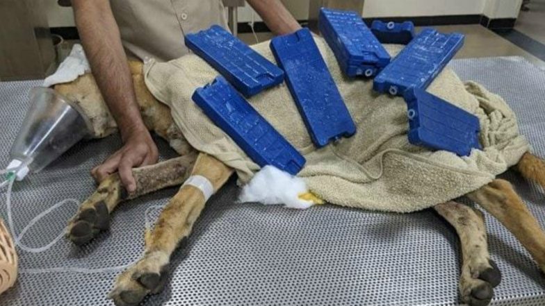 Delhi: Security Guards in Gurgaon Caught Thrashing Street Dog and Attempting to Bury It Alive, Locals Come to Rescue