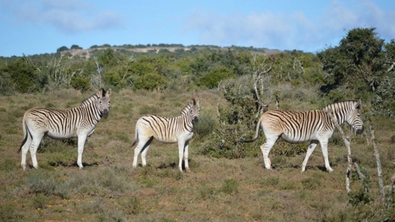 Madhya Pradesh Govt to Re-Open National Parks for Domestic Travellers From Monday