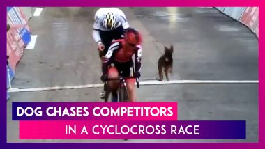 Canine Chaos: A Dog Chases Competitors At The Druivencross Cyclocross Race In Belgium