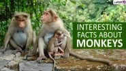 Monkey Day 2019: Top 15 Fun And Interesting Facts About Monkeys That Will Blow Your Mind Away