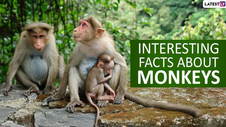 Monkey Day 2019: Top 15 Fun And Interesting Facts About Monkeys That Will Blow Your Mind Away