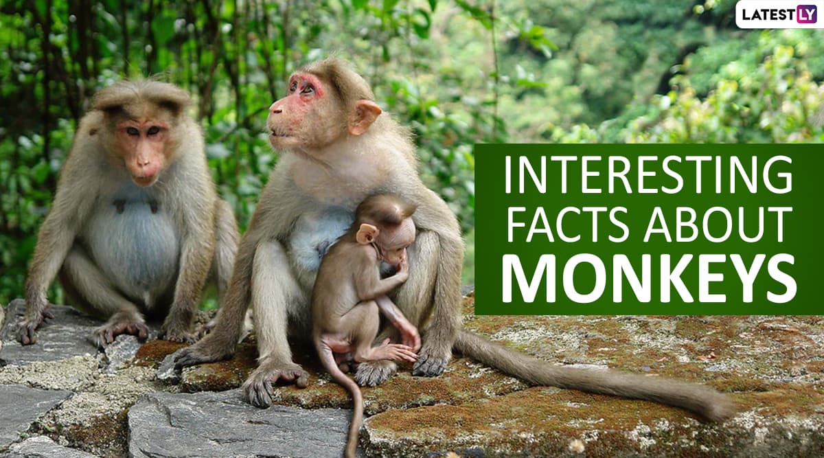 Monkey Day 2019: Top 15 Fun And Interesting Facts About Monkeys That ...