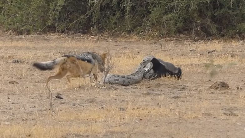 Python, Honey Badger and Two Jackals Fight For Survival in Africa's National Park (Watch Dramatic Video)