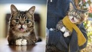 Lil Bub, Internet's Famous Cat With Over 2 Million Followers, Passes Away (View Pics of The Celebrity Feline)