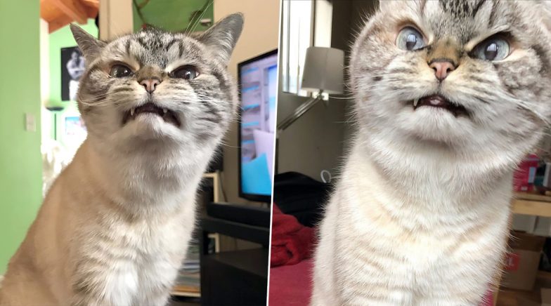 Loki, The 'Vampire' Cat Goes Viral For Her 'Evil' Looks (See Pictures ...