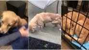 Malnourished, Injured Dog Finds a Forever Home by Just Walking Through an Accidentally Left Open Door, Heartwarming Twitter Thread Goes Viral