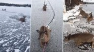 Man Rescues a Family of Deer While Skating on a Frozen Lake in Canada, Wins Hearts Online After Video Goes Viral