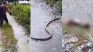 Malaysian Man Chops Head of a Cobra Snake With a Sickle and Posts Video Online (Watch Video, Viewer Discretion Advised)