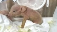 First Monkey-Pig Chimeras Created by Chinese Scientists, Die Within a Week (See Picture)