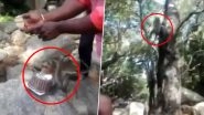 Monkey Steals Cake of Man Celebrating His Birthday in The Jungle, Watch Funny Video