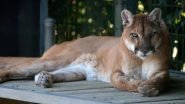 California Woman Punches Mountain Lion That Tried to Attack Her Dog