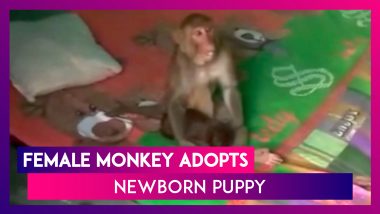 Female Monkey Adopts Newborn Puppy In Haridwar