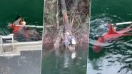 Octopus Tries to Kill Bald Eagle Who Attacked it in Vancouver Island! Bird Gets Saved by Salmon Farmers (Watch Viral Video)