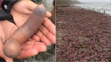 'Penis Fish' Flood California Beach! XXX Pics of Phallic-Shaped Fat Innkeeper Worm Take Internet By Storm