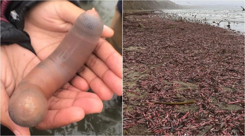 'Penis Fish' Flood California Beach! XXX Pics of Phallic-Shaped Fat Innkeeper Worm Go Viral