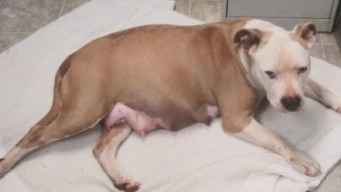 Pregnant Dog Dragged Out of Car, Abandoned Outside Campbell Animal Shelter (See Pictures)
