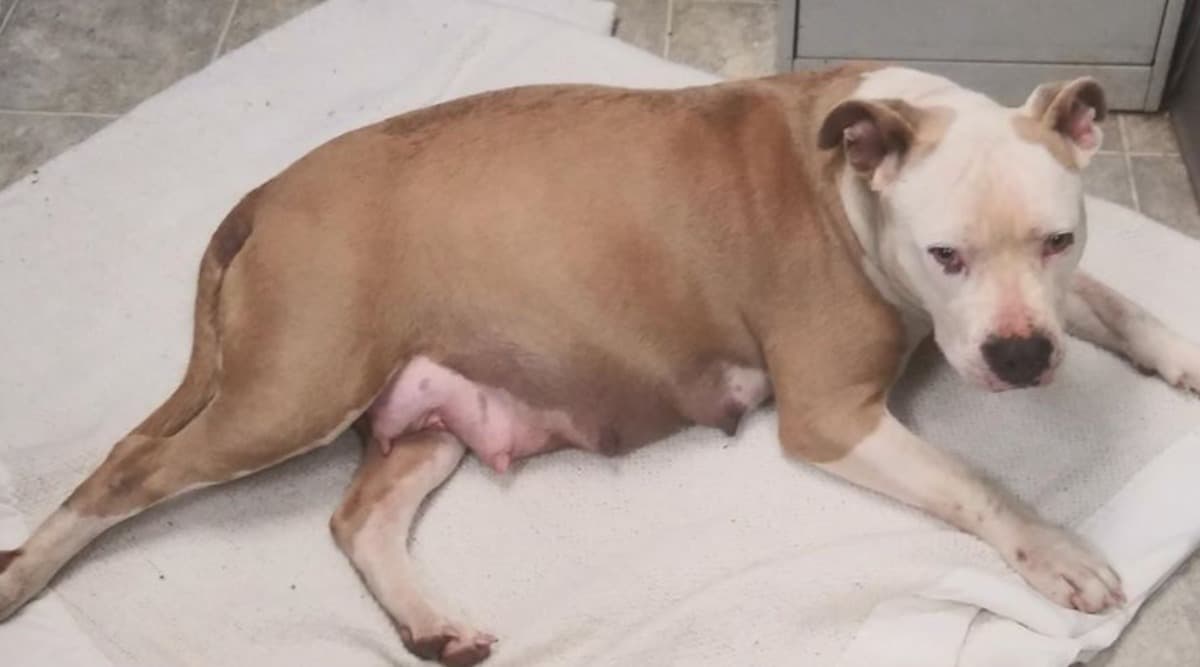 Pregnant Dog Dragged Out of Car, Abandoned Outside Campbell Animal Shelter (See Pictures) Pregnant Dog Dragged Out of Car, Abandoned Outside Campbell Animal Shelter (See Pictures)
