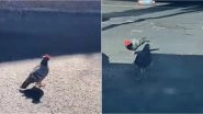 Pigeons Wearing Tiny Colourful Cowboy Hats Spotted in Las Vegas! Mystery Birds Are The Latest Internet Sensation (Watch Video)