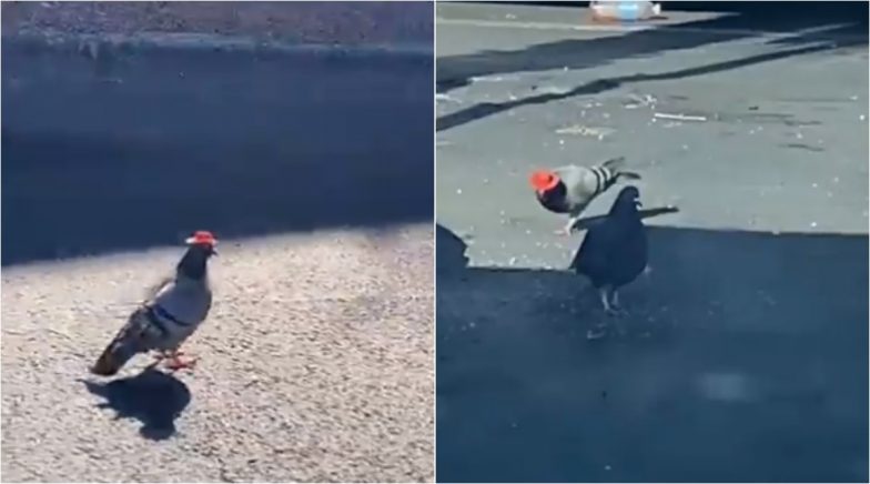 Pigeons Wearing Tiny Colourful Cowboy Hats Spotted in Las Vegas ...