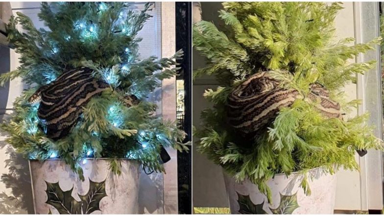 Python on a Christmas Tree! Australian Woman Finds 10-Foot-Long Snake Wrapped Around The Pine, View Ssscary Pic!