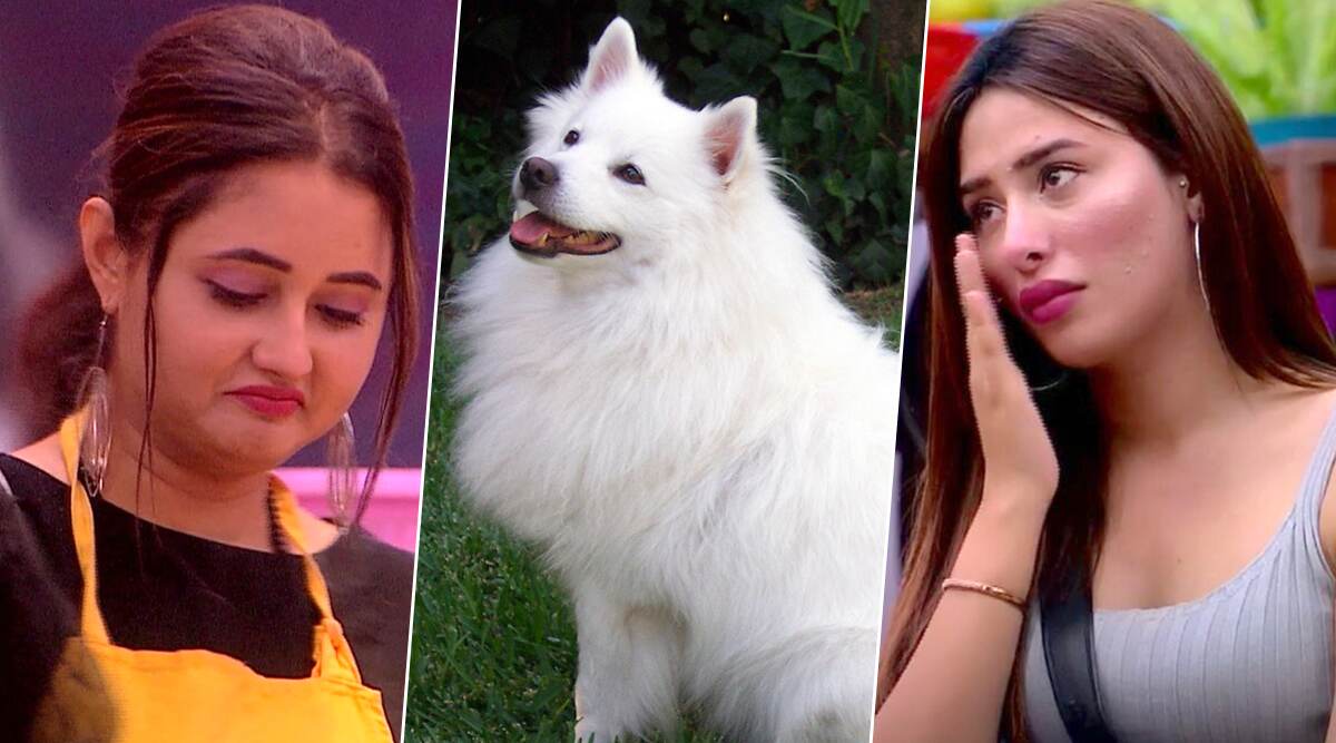 Bigg Boss 13: Mahira Sharma Compares Rashami Desai to a Pomeranian Dog Bigg Boss 13: Mahira Sharma Compares Rashami Desai to a Pomeranian Dog