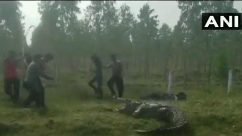 Vadodara: Massive 12-Feet-Long Crocodile Rescued From Raval Village, Watch Viral Video