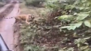 Tigress Chases Tourists During Safari Ride at Ranthambore National Park in Rajasthan's Sawai Madhopur, Viral Video Scares Netizens