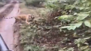 Tigress Chases Tourists During Safari Ride at Ranthambore National Park in Rajasthan's Sawai Madhopur, Viral Video Scares Netizens