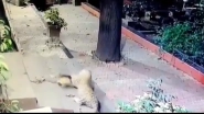 Leopard Attacks Sleeping Dog in Mumbai's SEEPZ, Shocking Video Goes Viral