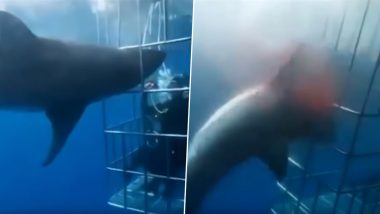 Cage Underwater - Great White Shark Bleeds to Death After Its Gills Get Stuck in Adventure  Cage in Mexico (Watch Shocking Video) | ðŸ‘ LatestLY