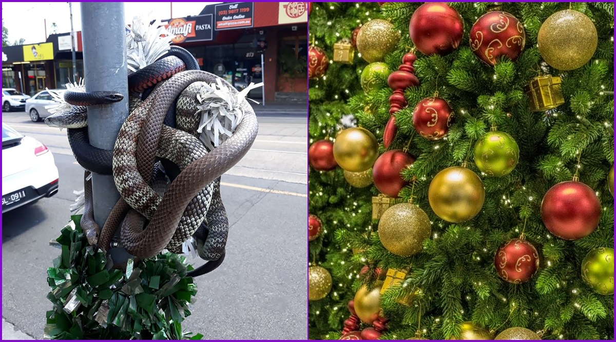 Group of Deadly Snakes Wrapped Around Christmas Tree on Australian