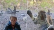 Tiger Attack Video! Dad Captures Scary Moment a Big Cat Tried to Attack His Son at Dublin Zoo (Watch Viral Video)